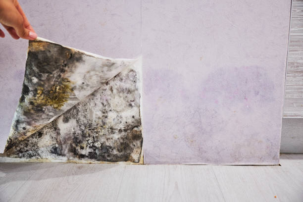 Best Commercial Mold Remediation in Gooding, ID
